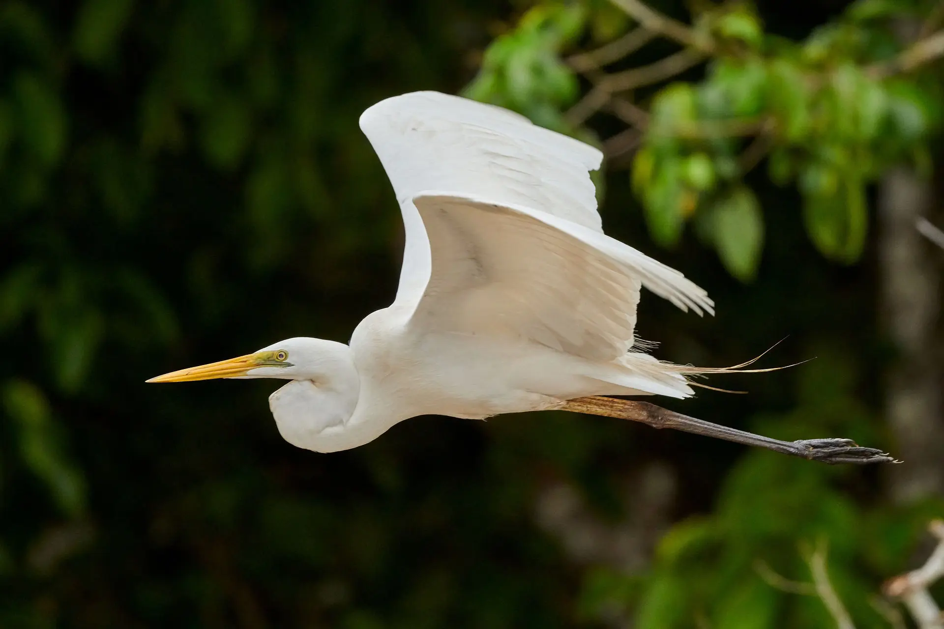 egret bird