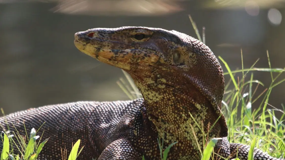 monitor lizard