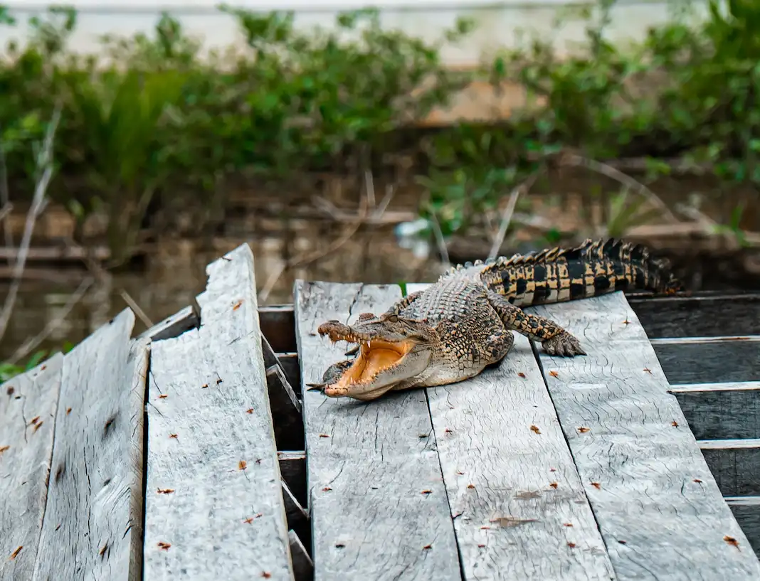 Saltwater Crocodile