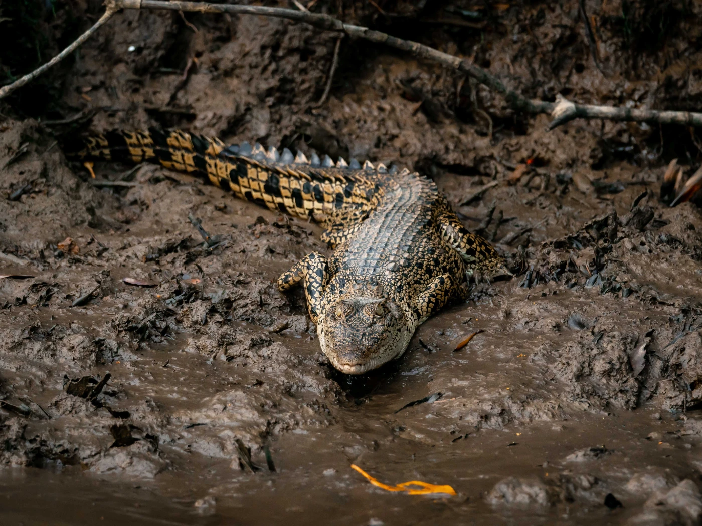 Mangrove Forest Exploratio