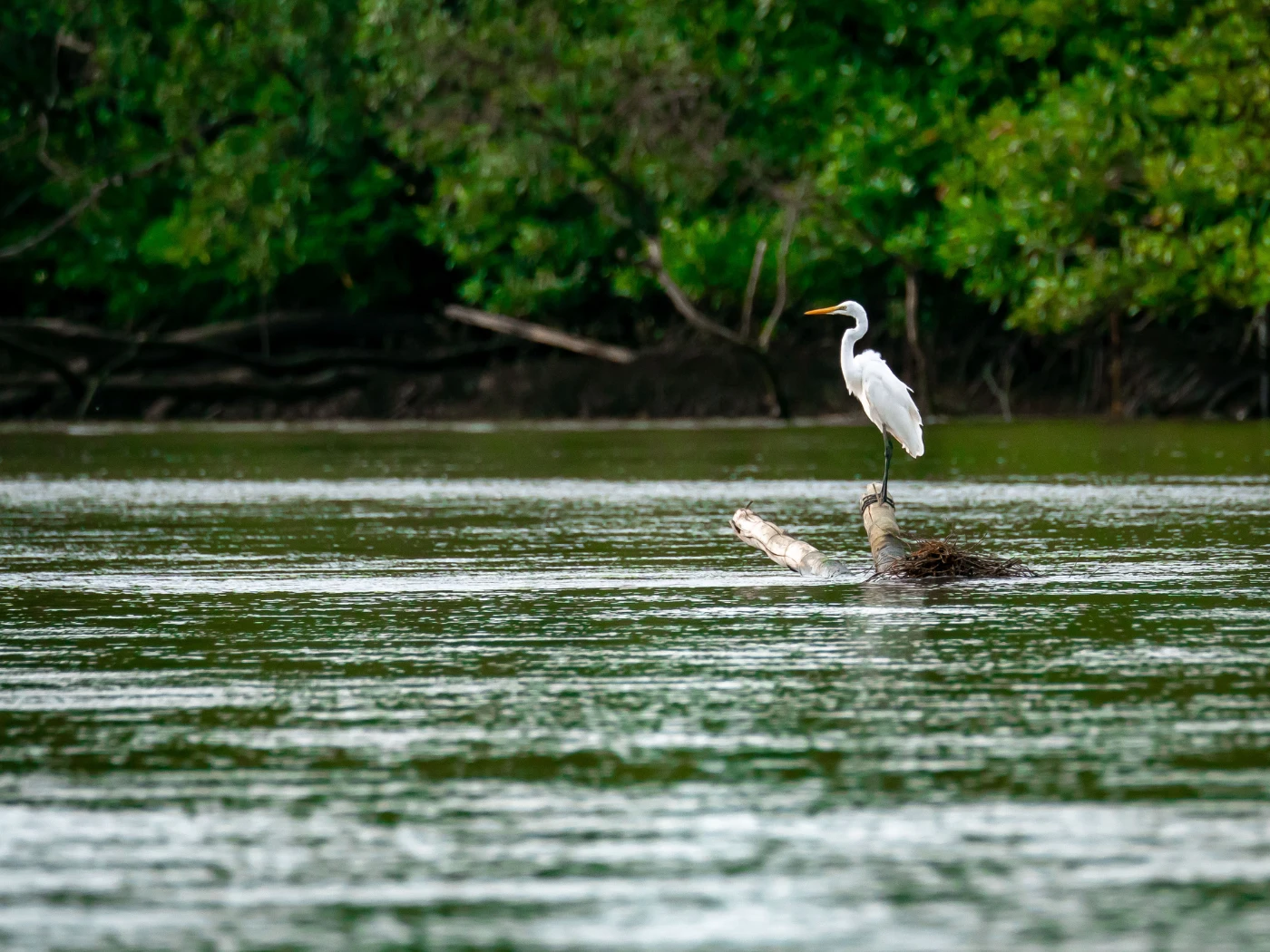 Mangrove Forest Exploratio