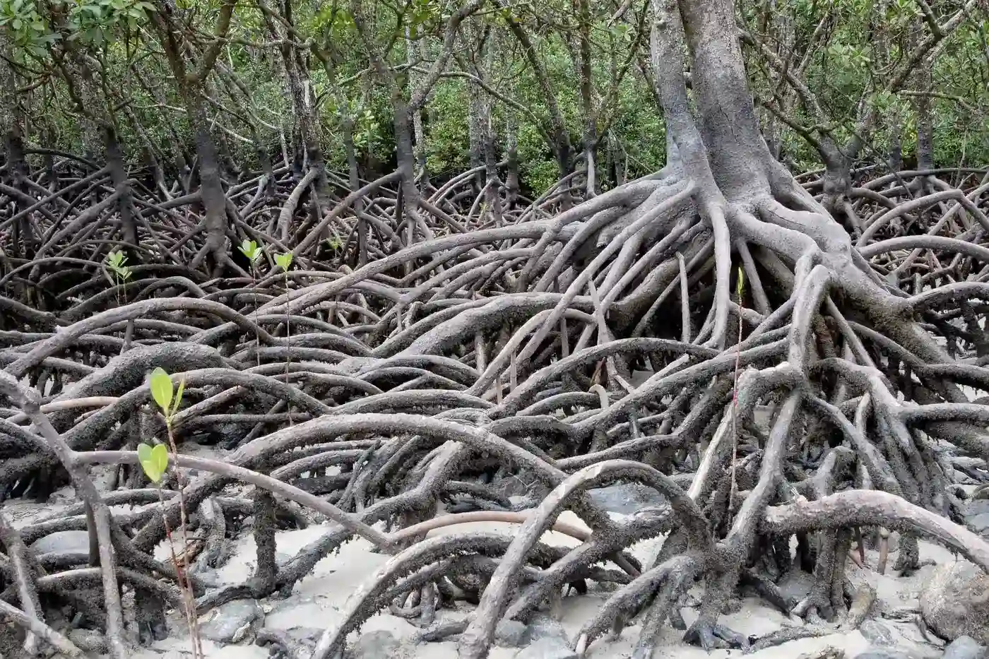 mangrove tree root